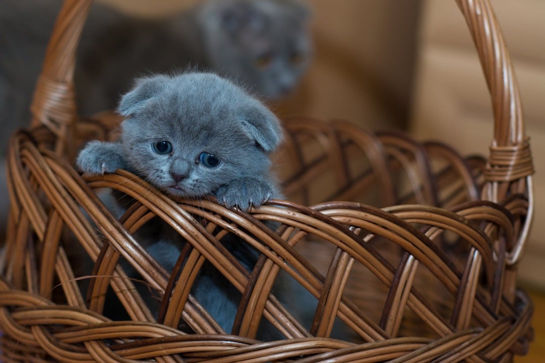 russian blue kitten on brown woven basket
